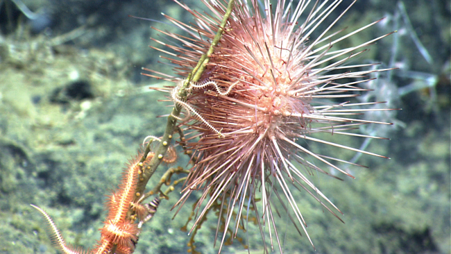 A pink sea urchin and an orange brittle star on a coral bush