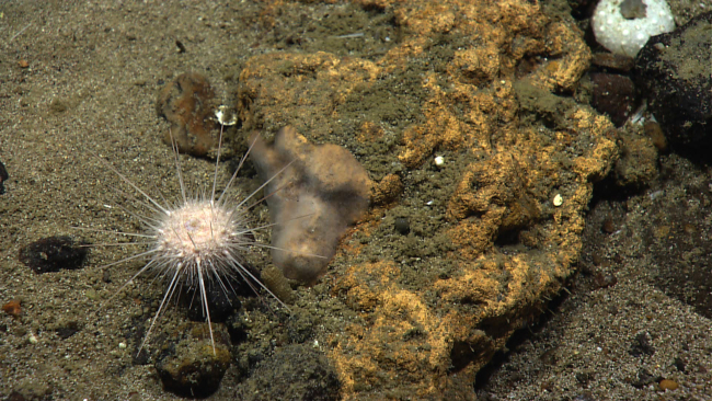 A spherical white urchin next to a yellow rock with a translucent encrustingsponge