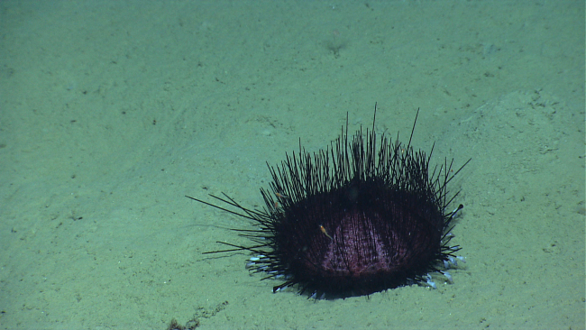 A purple pancake urchin with at least five small shrimp swimming amongst itsspines