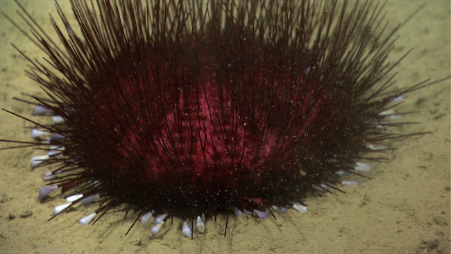 A purple pancake urchin (Hygrosoma petersi) with no apparent commensalspecies living within spines