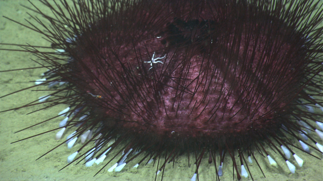 A small shrimp and a small white brittle star take reguge in the spines of alarge pancake urchin (Hygrosoma petersi)