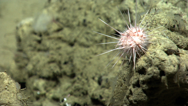 A pinkish white urchin on a rock substrate