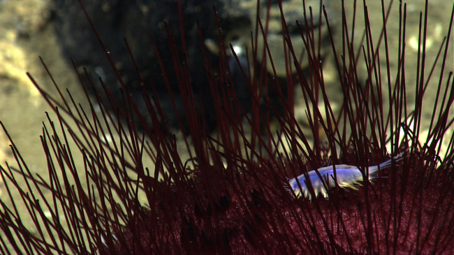 A purple pancake urchin (Hygrosoma petersi) with scale worm in spines