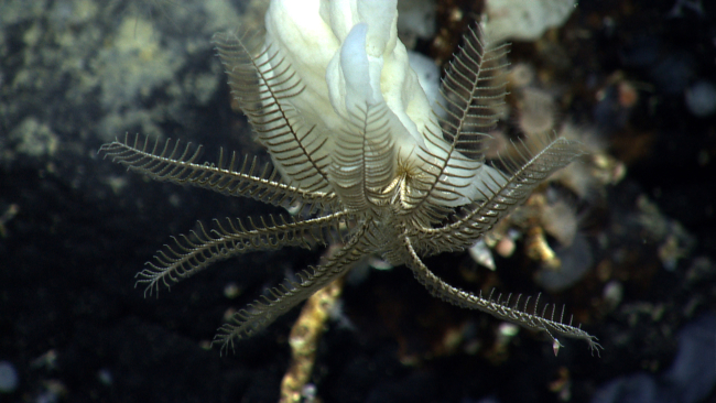 A black feather star crinoid on a large white sponge
