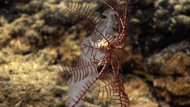 A purplish-red feather star crinoid on a small glass sponge