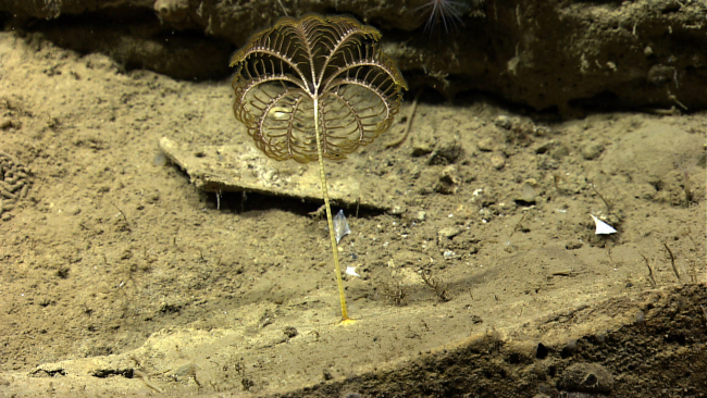 A stalked sea lily crinoid on a silty bottom