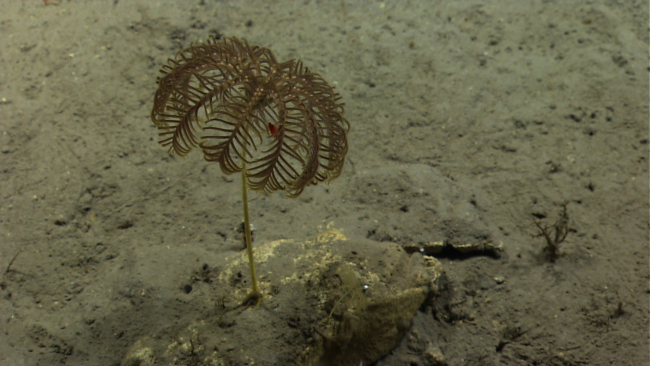 A stalked sea lily crinoid on a silty bottom