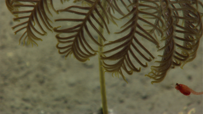 A small shrimp near the pinnules of the arms of a stalked sea lily crinoid