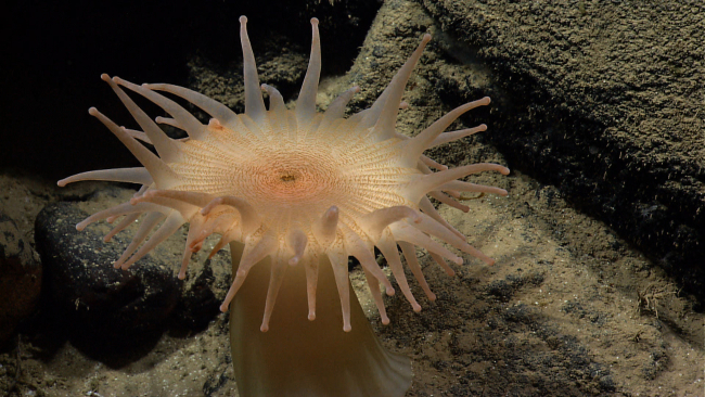 Closeup of a large brown anemone