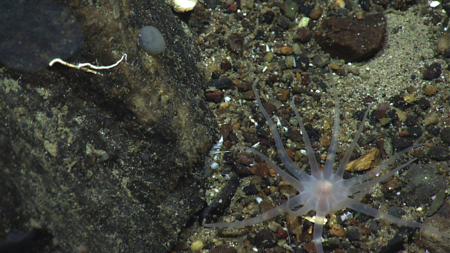An odd burrowing translucent anemone with twelve long tentacles