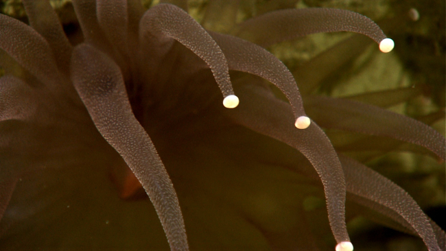 White-tipped tentacles of a large anemone