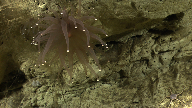A large anemone with robust white-tipped tentacles
