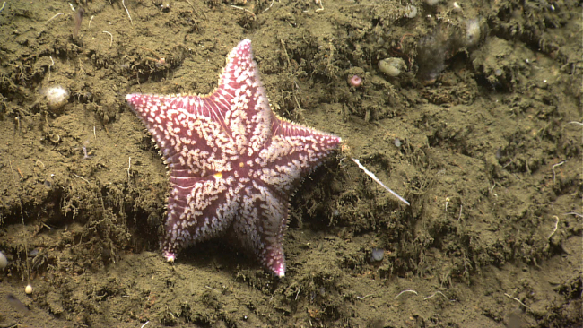 A beautiful species of sea star, Porania pulvillus(Poraniidae)