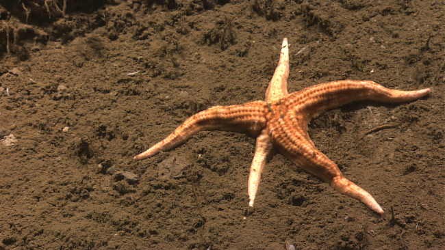 An orange sea star on a brown sediment bottom - Neomorphaster forcipatus (Stichasteridae)