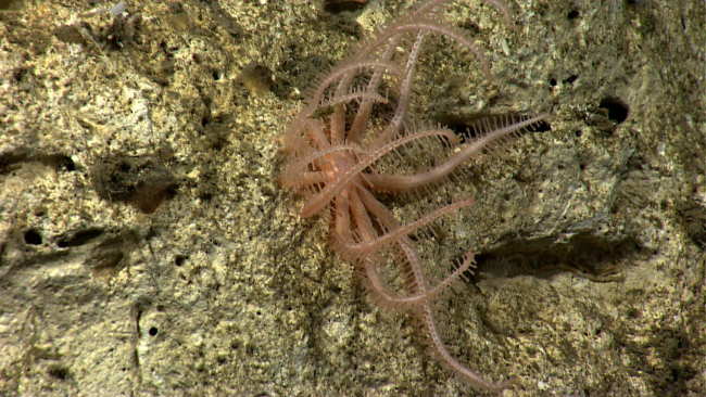 A brisingid starfish on a white rock wall