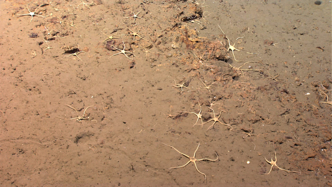 Numerous white brittle stars on a sediment and rock substrate