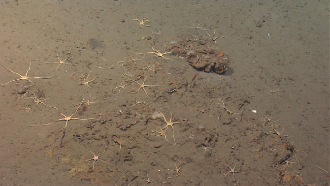 Numerous white brittle stars on a sediment and rock substrate