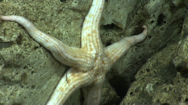 A white and orange sea star on a white rock wall -  Neomorphaster forcipatus (Stichasteridae)