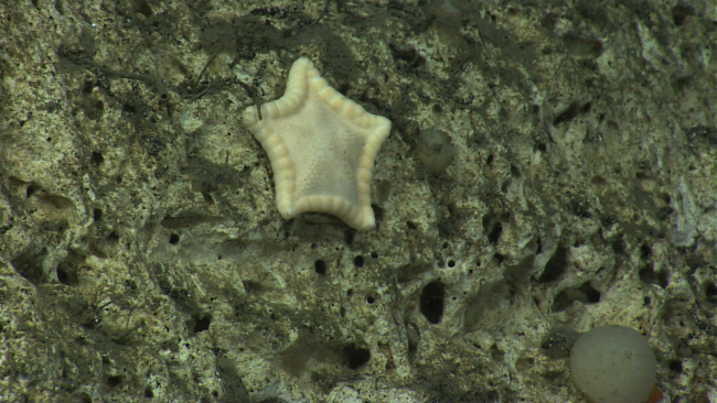 A cookie star,  this species might be the shallower-water Ceramastergranularis? or possibly a different species