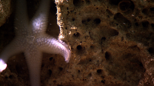 A white sea star with what appears to be an osculum, i