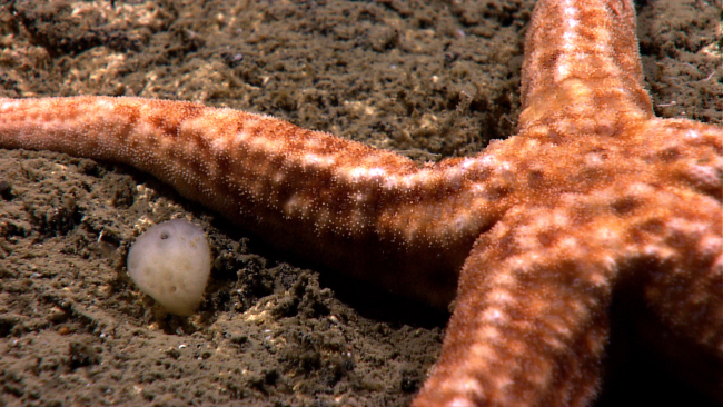 Closeup of the surface of the sea star Neomorphaster forcipatus (Stichasteridae) next to a small sponge