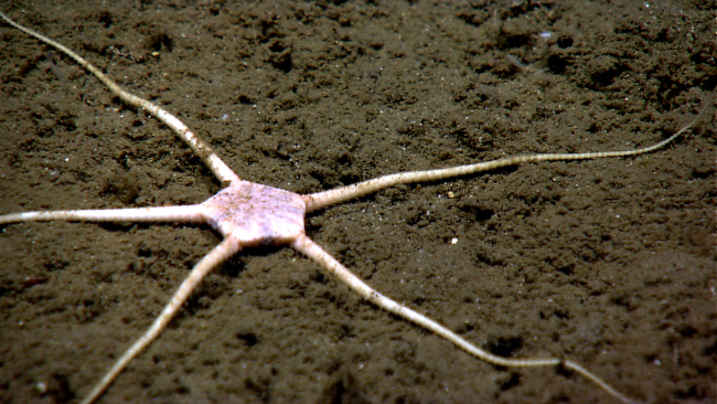 A large white brittle star with a pentagonal central disk