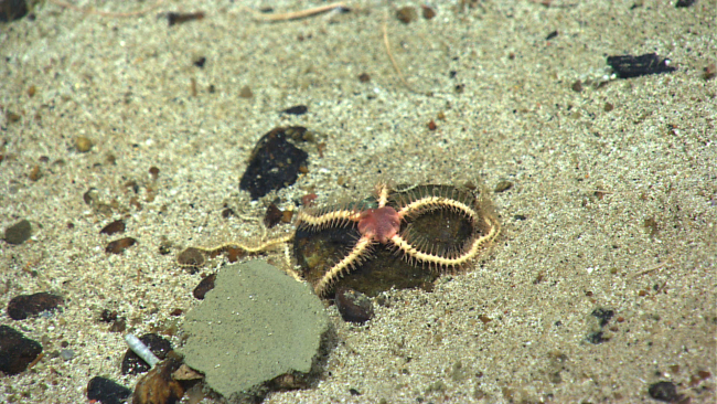 A spiky looking brittle star adhering to a cobble