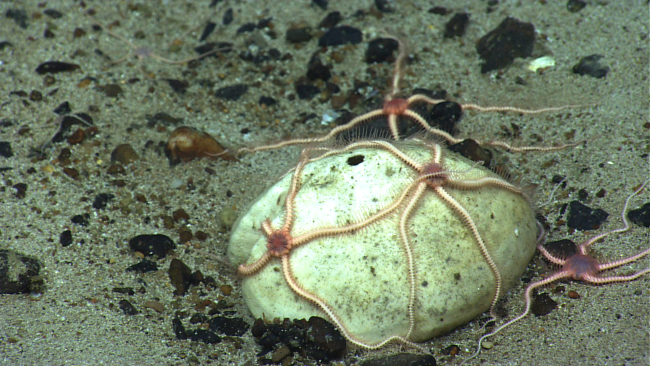 Brittle stars adhering to a heart urchin shell