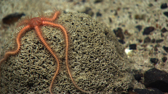 An orange brittle star draped over a xenophyophore