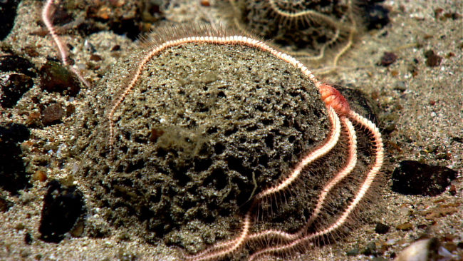 An orange brittle star draped over a xenophyophore
