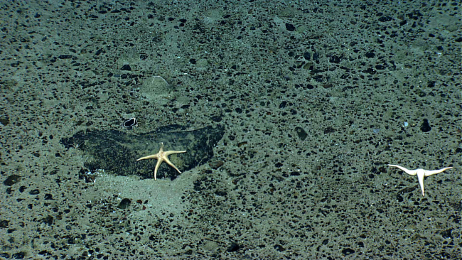 A white sea star on a boulder and a three-armed starfish on a pebble andsand substrate - both appear to be Neomorphaster forcipatus (Stichasteridae)