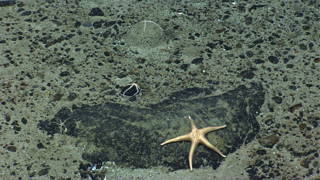 A white sea star on a boulder and numerous white brittle stars on a pebble andsand substrate