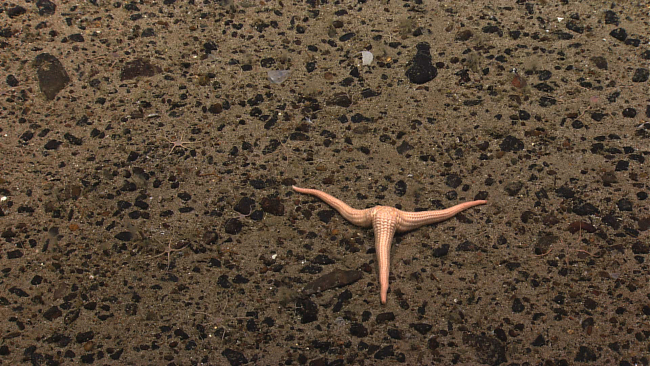 Three-armed starfish - Neomorphaster forcipatus (Stichasteridae) on a pebble and sand substrate