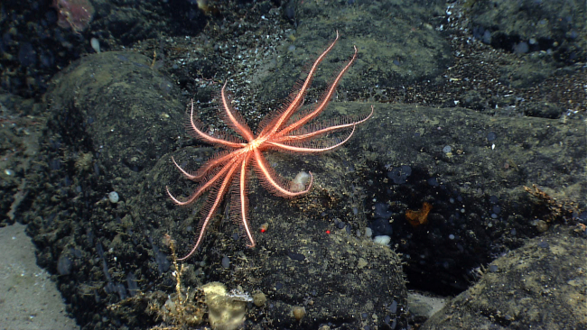 A large orange brisingid starfish