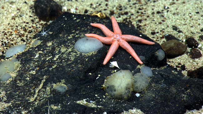 A rarely seen six-rayed starfish, looks similar to Ampheraster alaminos