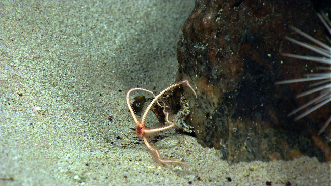 A bottom-dwelling brittle star in an odd posture