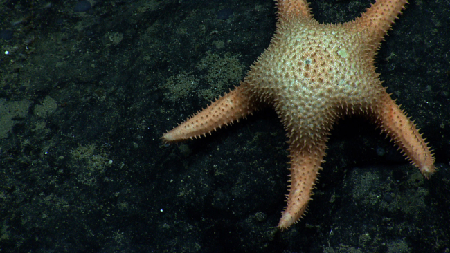 A large spiny starfish on a black rock outcrop
