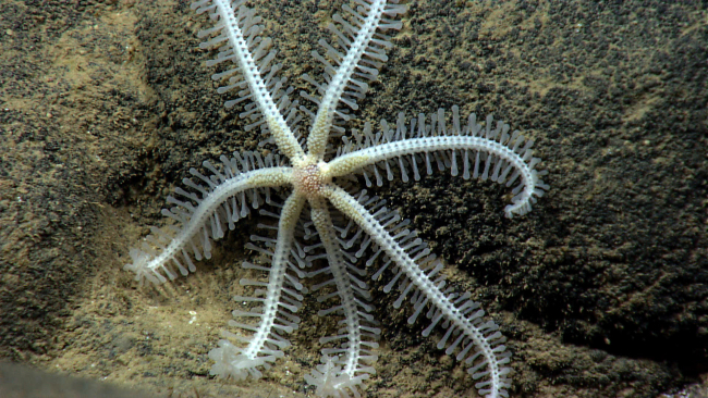 A white brisingid starfish