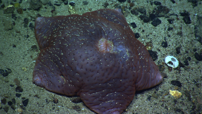A purple slime star with large osculum