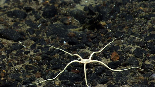 A large white brittle star on a black pebble substrate