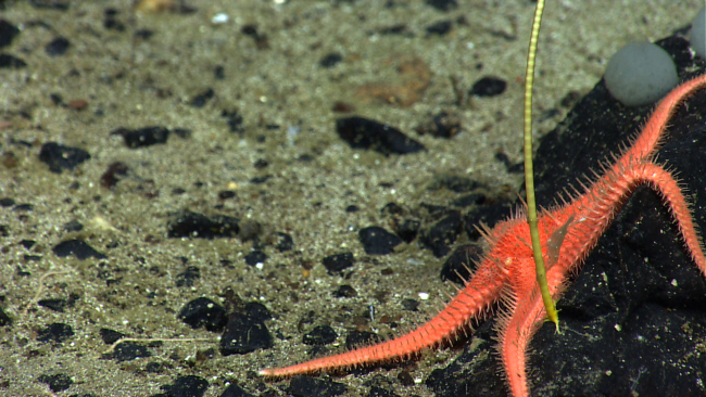 A large orange starfish with thin graceful appearing arms next to a yellow stalk of a stalked crinoid