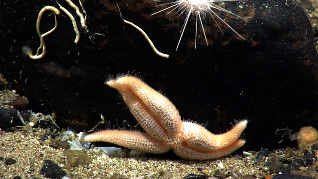 A thick armed starfish with noticeable increase in diameter near its center