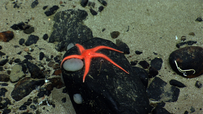A large orange starfish with thin graceful appearing arms