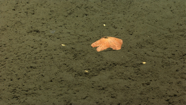 Top of a large orange starfish buried in sediment