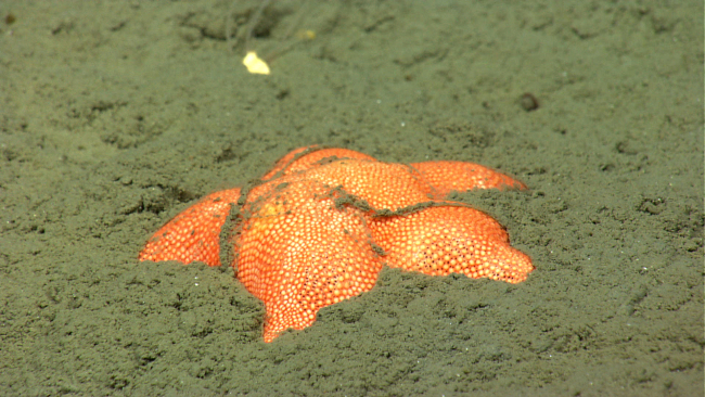 Top of a large orange starfish buried in sediment