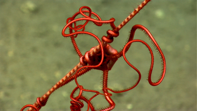 Arms of a bright red brittle star on a whip coral