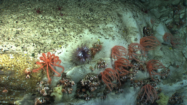 Brisingid starfish in feeding posture, a large white and brown anemone, and cupcorals line a canyon wall