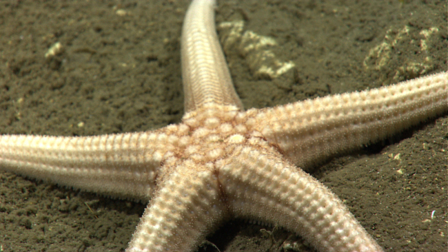 A large white starfish on sediment covered bottom