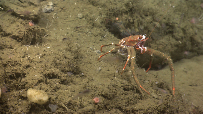 A large orange squat lobster with dirty appearing chelae