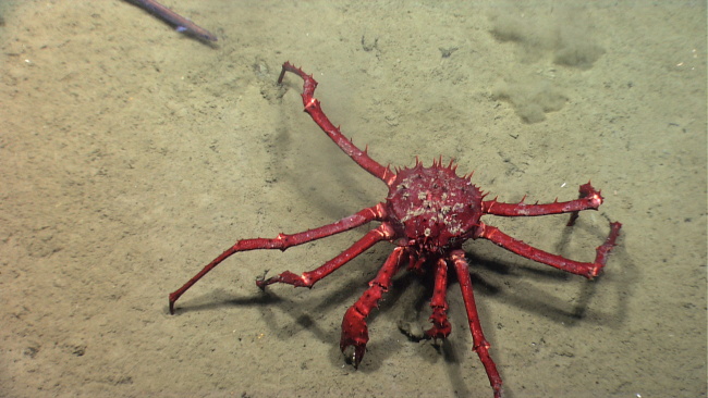 A large red lithodid crab